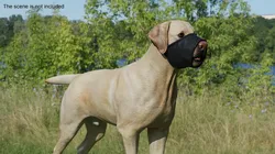 Labrador with Nylon Dog Muzzle 3D model