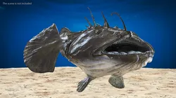 Lophius Piscatorius 3D model