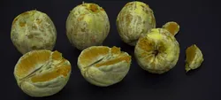PEEL ORANGE 2024 3D model