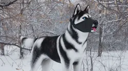 Siberian Husky with Nylon Dog Muzzle 3D model