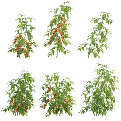 Solanum lycopersicum - Tomato tree 3D model