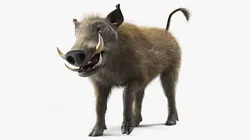 Warthog Fur Rigged 3D model