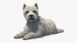 West Highland White Terrier Lying Down Pose Fur for Cinema 4D 3D model