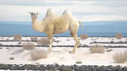 Bactrian Camel on Desert Sand 3D model