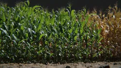 Corn Plants 15 Types in 5 Ages - PBR AssetKit Low-poly 3D model