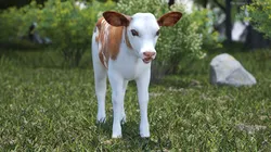 Cow Calf Rigged for Cinema 4D 3D model