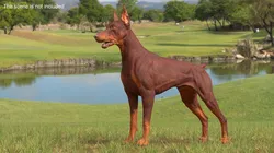 Doberman Dog Brown 3D model