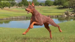 Doberman Dog Brown Running Fur 3D model