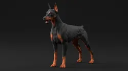 Doberman Pinscher Dog 3D model