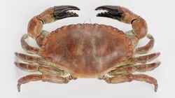 Edible Crab - Realistic Crustacean 3D model