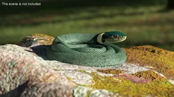 Grass Snake Green Rigged for Maya 3D model