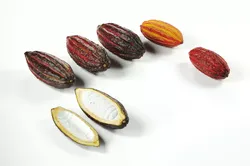 polypasta - cocoa fruits collection 3D model