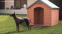 Xoloitzcuintli Rare Breed Mexican Dog with Muzzle 3D model