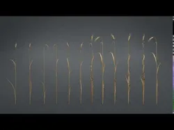 3D plant collection vol01 Wheat Field 3D model
