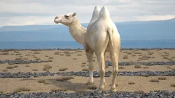 Bactrian Camel Light Colored Standing Pose 3D model