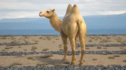 Bactrian Camel Standing Pose 3D model