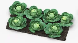 Cabbage Heads with Garden Bed Green 3D model