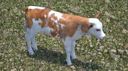 Cow Calf 3D model
