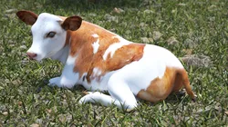 Cow Calf in Lying Pose 3D model