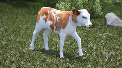 Cow Calf in Walking Pose 3D model