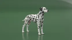 Dalmatian Dog Fur 3D model