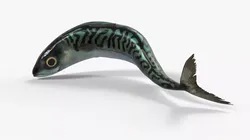 Realistic Mackerel Rigged For Blender Low-poly 3D model