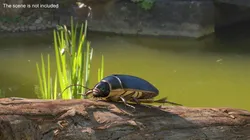 Screech Beetle Black Realistic Rigged 3D model