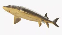 Sturgeon Fish Rigged 3D model
