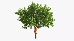 Theobroma Cocoa Tree with Fruits 3D model