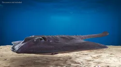 Bathyraja Lindbergi Gray 3D model