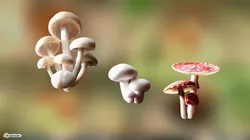 Game ready PBR Mushrooms 3D model SET 3 how to grow at home Low-poly 3D model
