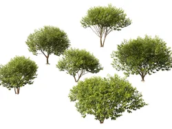 HighpolyLowPoly - Betula nigra Little King Fox Valley  Low-poly 3D model
