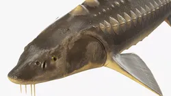 Sturgeon Fish 3D model
