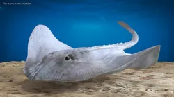 White Bathyraja Lindbergi Looking for Food 3D model