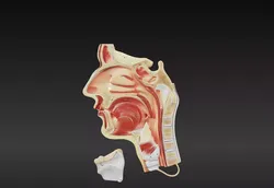 3D Model of Cavities of Nose Mouth and Throat 3D print model