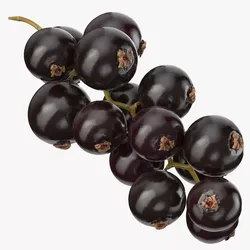 Blackcurrant Branch 3D model