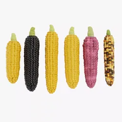 Corn Set V2 - Maize Ears Collection of 6 Variants 3D model