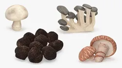 Edible Mushrooms Collection 5 3D Model Pack