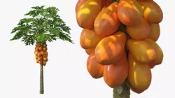 Exotic Papaya Tree with Ripe Fruit Bunch Orange Green 3D model