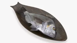 Gilthead Dorado On Wooden Plate 3D model