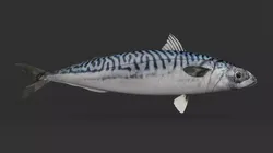 Mackerel Fish 3D model