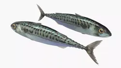 Mackerel Fish 3D model