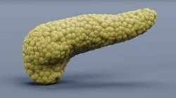 Pancreas - Realistic Human Anatomy 3D model