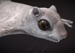 Siberian flying squirrel Low-poly 3D model