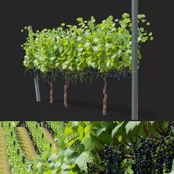 Vitis vinifera v2 3D model
