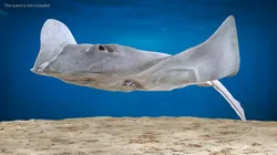 White Stingray Floating on the Bottom 3D model
