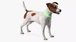 Jack Russell Terrier Wearing LED Collar Fur for Cinema 4D 3D model