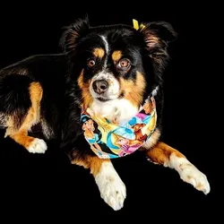 Our Dog Kiki!
