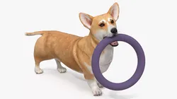 Pembroke Corgi with Rubber Ring Toy 3D model