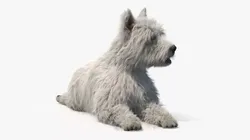 West Highland White Terrier Fur Rigged 3D model